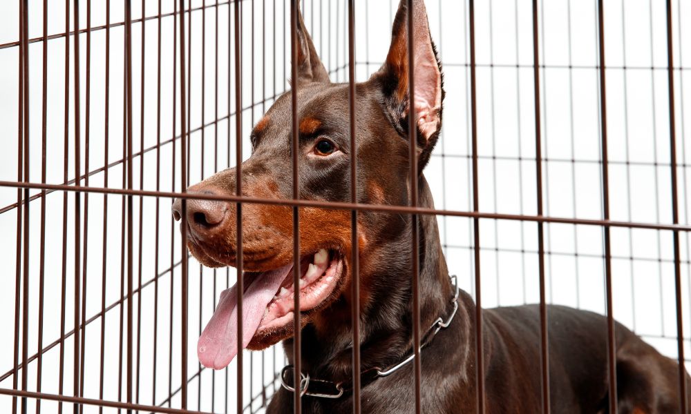 View of Clean Your Dog’s Crate | Step-by-Step Guide
