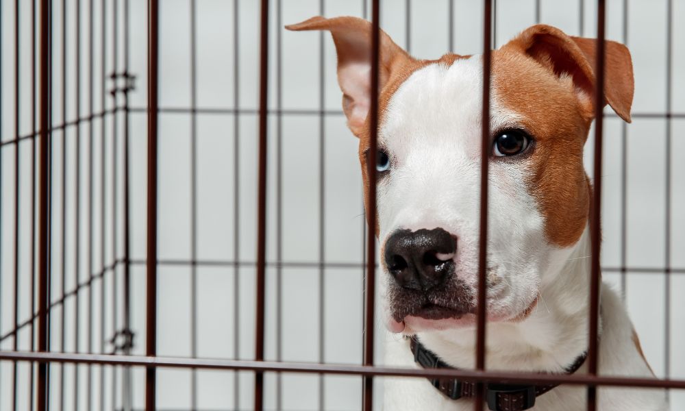 How To Get Your Dog To Enjoy Their Crate