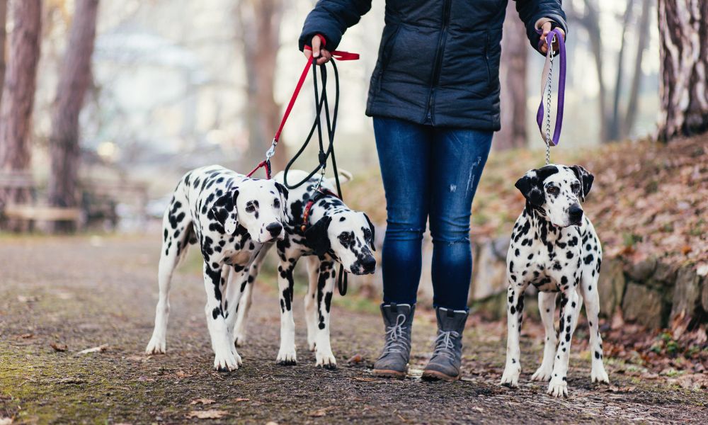 Exploring the Benefits of Dog Leash Bungee Style: A Must-Have for