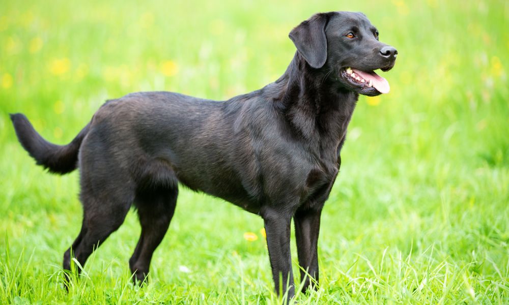 5 Dog Breeds That Make Great Traveling Companions