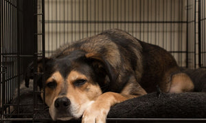 3 Types of Dog Crates and Choosing the Right One