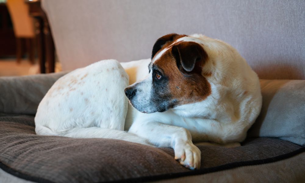 Large white and brown dog lying on a cushioned pet bed indoors, looking off to the side.