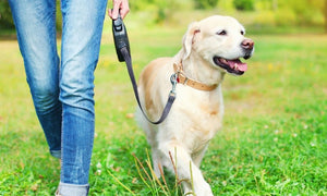 Tips for a More Successful Hike With Your Dog