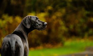 Black Great Dane standing outdoors, looking to the side, with a blurred background of autumn foliage.