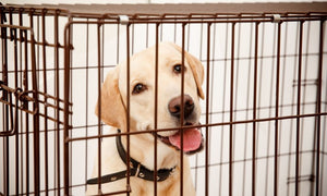 Basic Dog Show Supplies To Keep Your Pup Comfortable