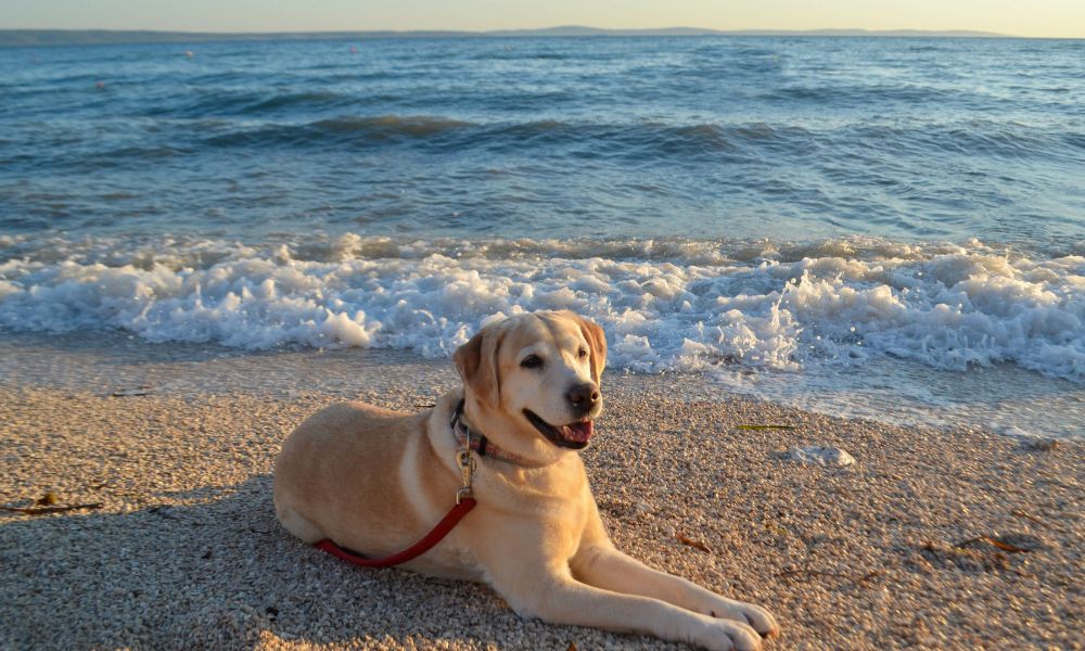 Smart Tips for a Successful Beach Day With Your Dog