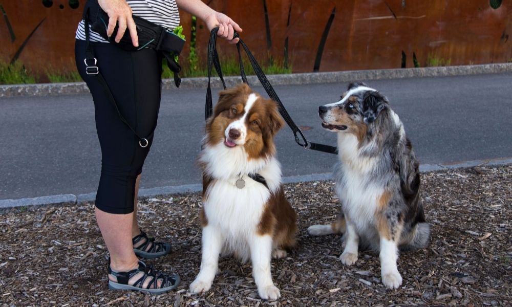 3 Basic Dog Commands Every Pup Needs To Learn