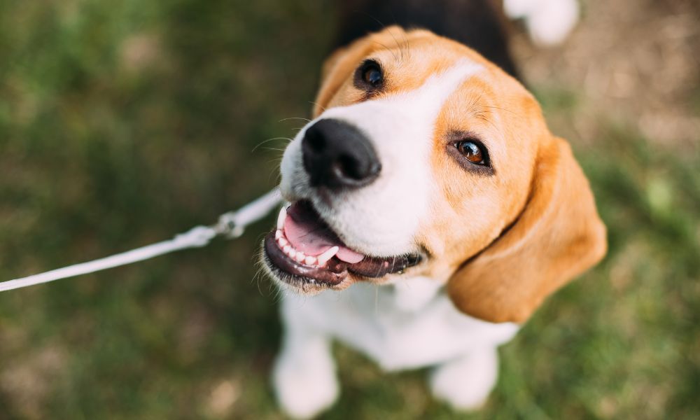 The Benefits of Walking Your Dog With a Hands-Free Leash