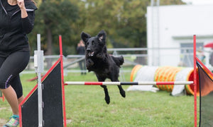 5 of the Best Dog Sports To Try With Your Pup