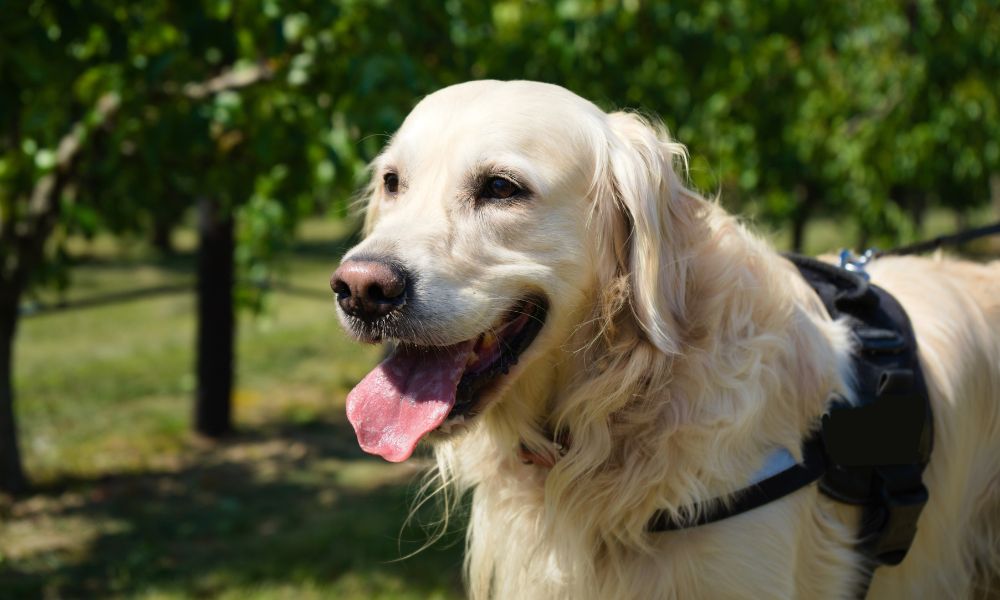 10 Accessories That Will Better Your Dog’s Health