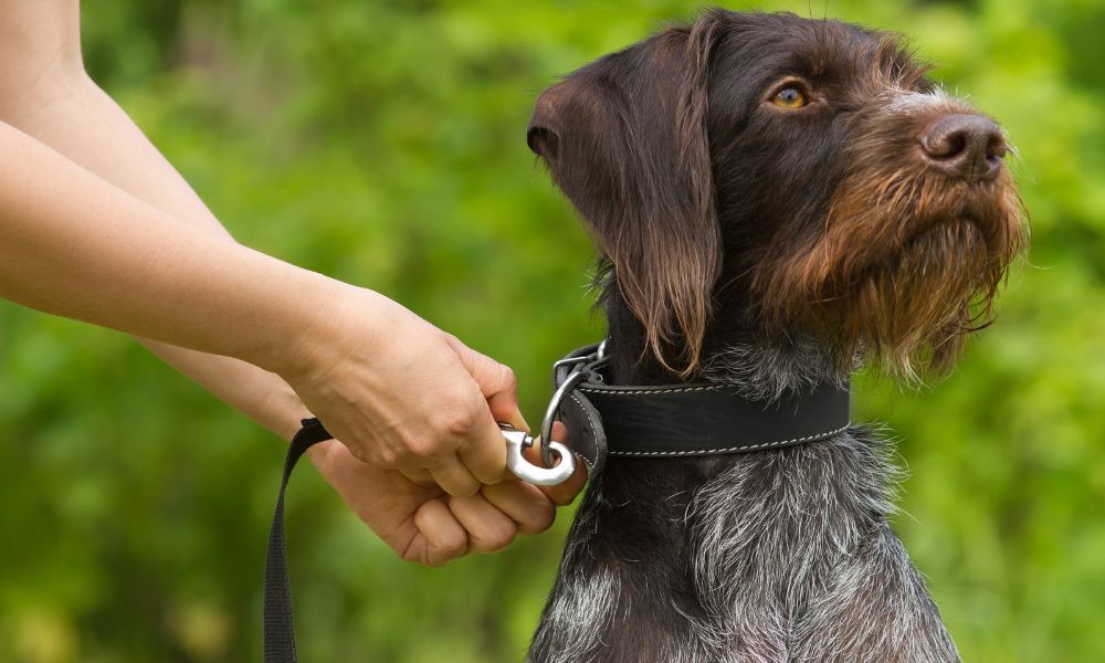 The Ultimate Guide To Leash Training Your Dog