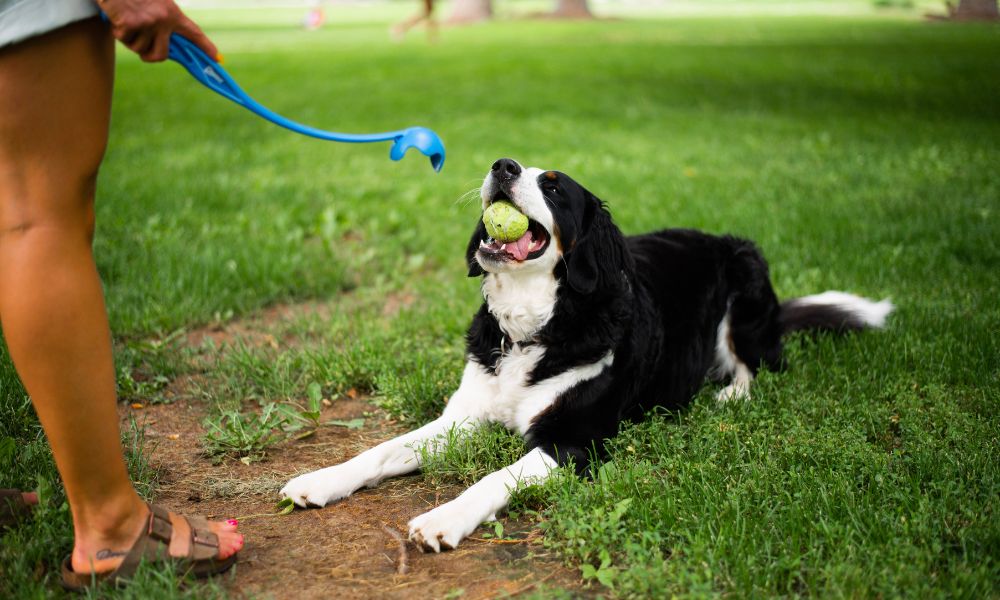 5 Great Exercises You Can Do With Your Dog
