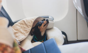 Small dog wrapped in a blanket, sitting on an airplane seat and looking up near the window during a flight.