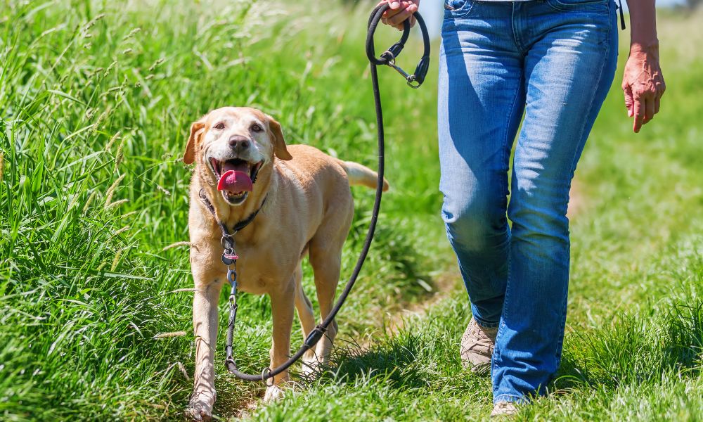 Essential Hiking Gear for Exploring the Trails With Your Dog