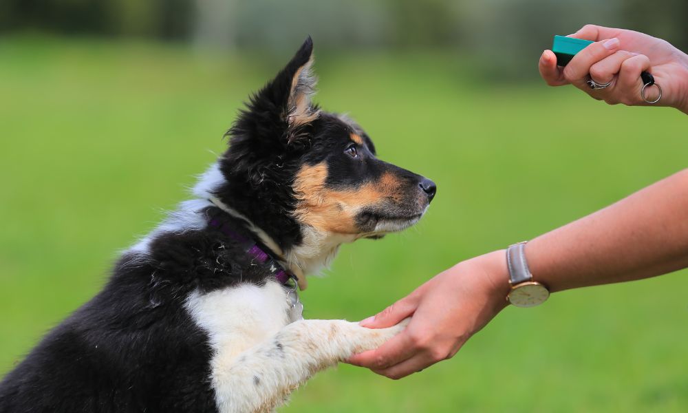 Tips on Obedience Training for Your New Pup