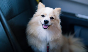 5 Pets Items That Will Make Your Life Easier