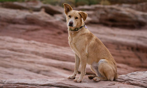 4 of the Best Dog-Friendly Vacation Destinations