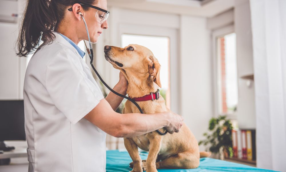 How To Make Vet Visits Less Stressful for Your Dog
