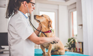 How To Make Vet Visits Less Stressful for Your Dog