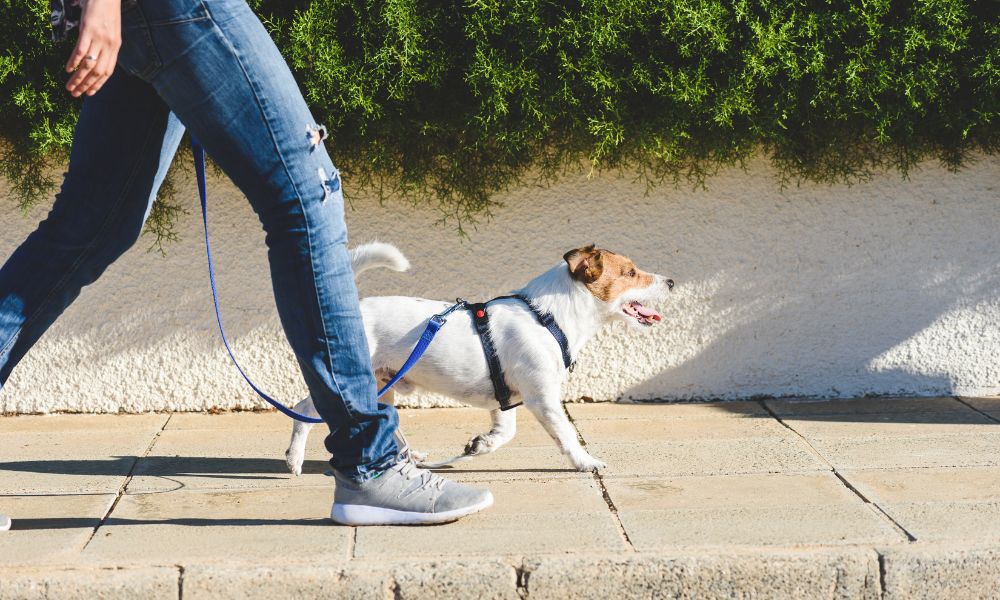 Dog Training: How To Teach Your Dog To Walk Beside You