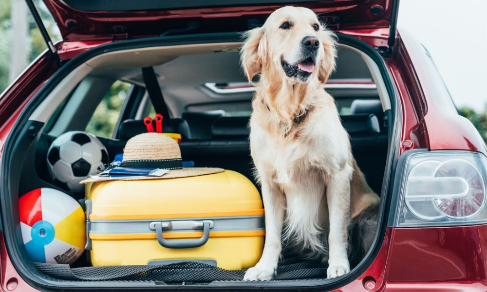 How To Avoid Common Car Travel Problems With Dogs