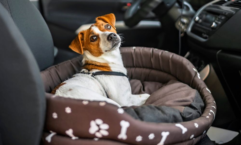 Tips for Keeping Your Dog Cozy During the Winter Months