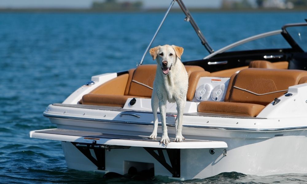5 Safety Tips for Taking Your Dog on a Boat