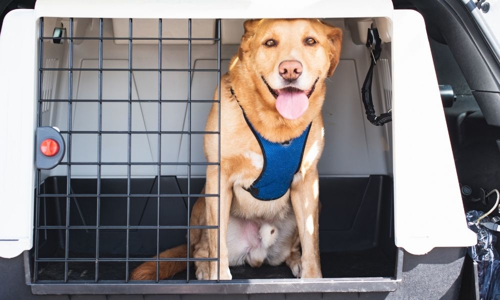 5 Must-Have Dog Camping Gear Items for Your Next Adventure