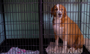 Ways To Prevent Separation Anxiety for Your Dog