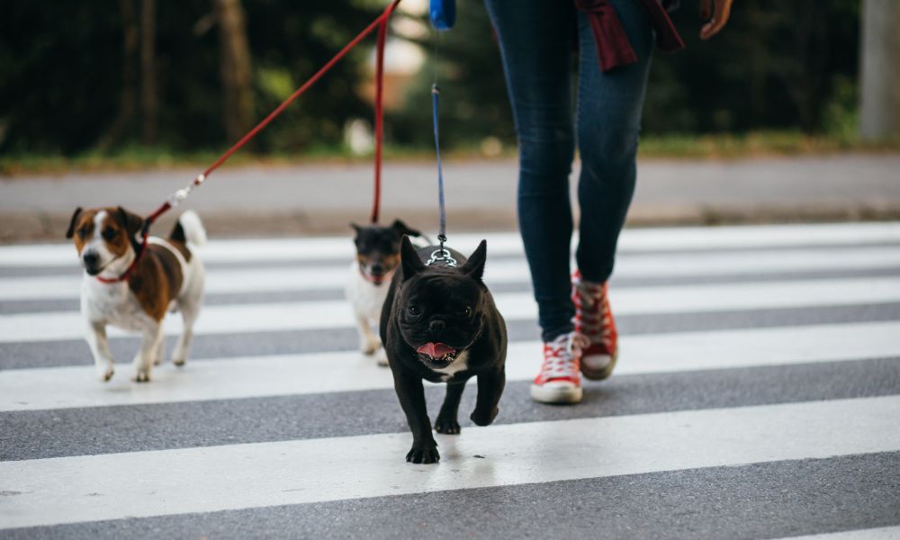 10 Things To Consider When Getting a Dog in the City