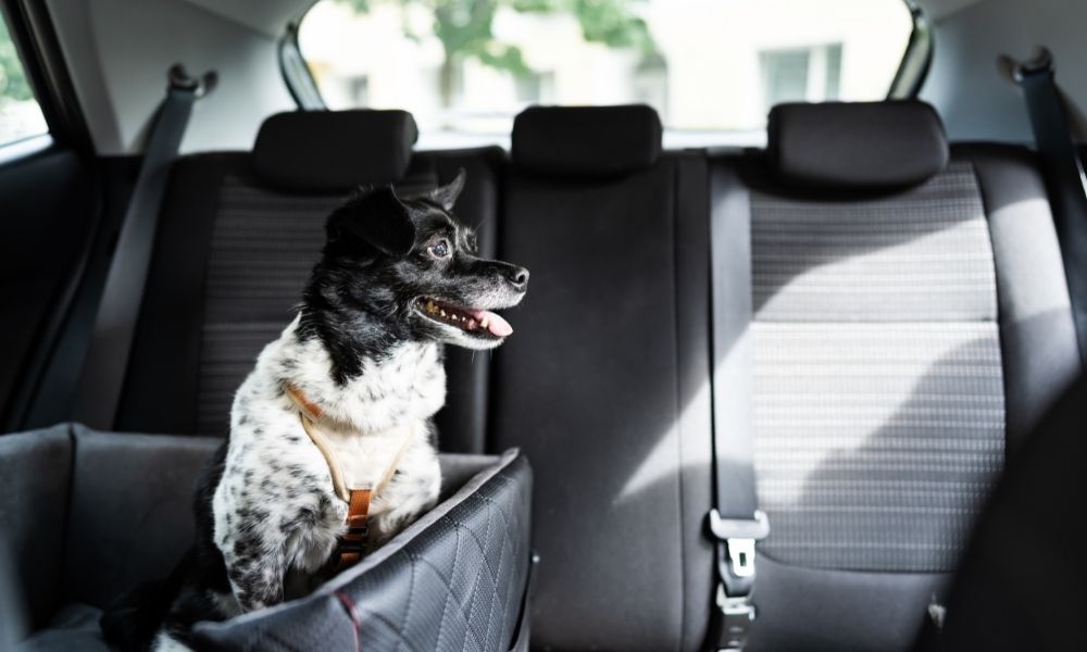 The Dos and Don’ts of Camping With Your Dog