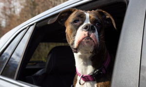4 Safety Tips for Successful Road Trips With Your Dog