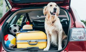 Golden Retriever sitting in the open trunk of a red car next to a yellow suitcase, beach ball, and soccer ball, ready for a trip.