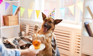 4 Fun Ways You Can Celebrate Your Dog’s Birthday
