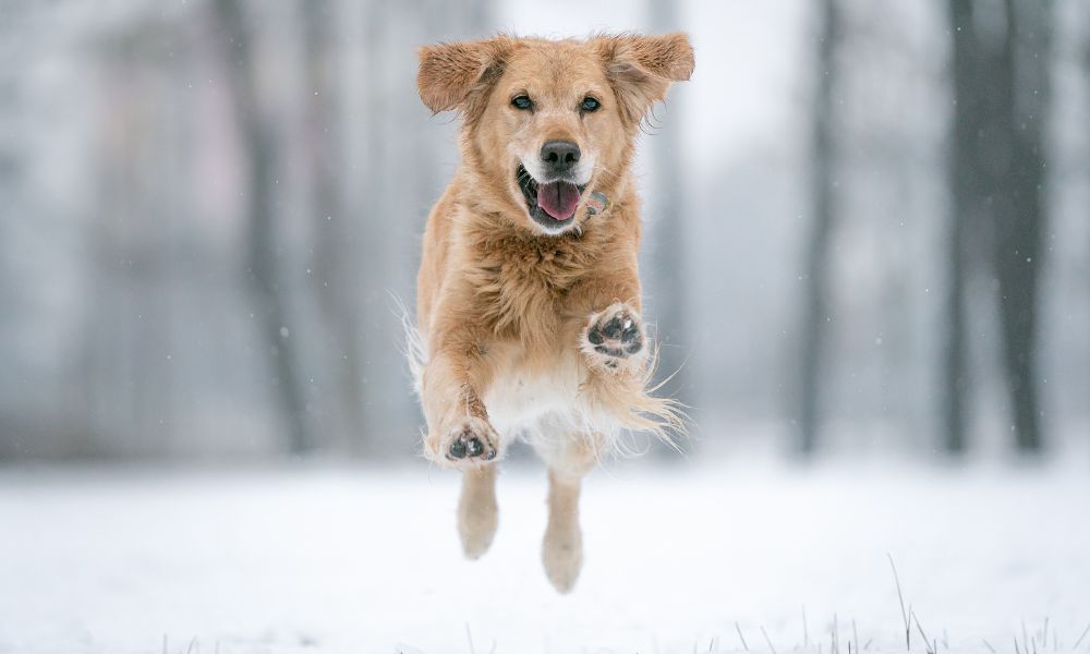 Fun Activities To Enjoy With Your Dog This Winter
