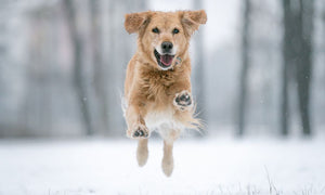 Fun Activities To Enjoy With Your Dog This Winter