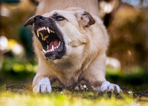 Barking dog lying on grass with mouth open, showing teeth in an alert outdoor moment.