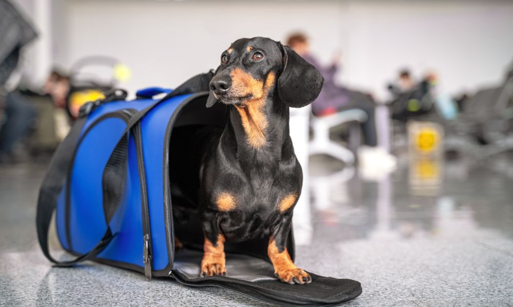 Everything You Need To Know About Airplane Travel With a Pet