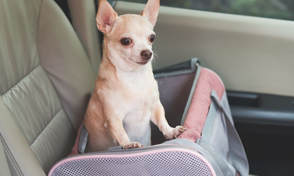 Small tan Chihuahua sitting upright in a pink and gray pet carrier on a car seat.