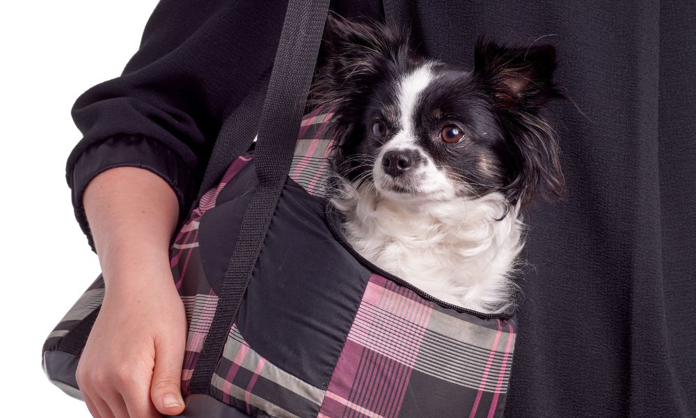 3 Reasons Why Smaller Dogs Like To Be Carried