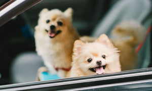 5 Advantages of Having a Small Dog Companion