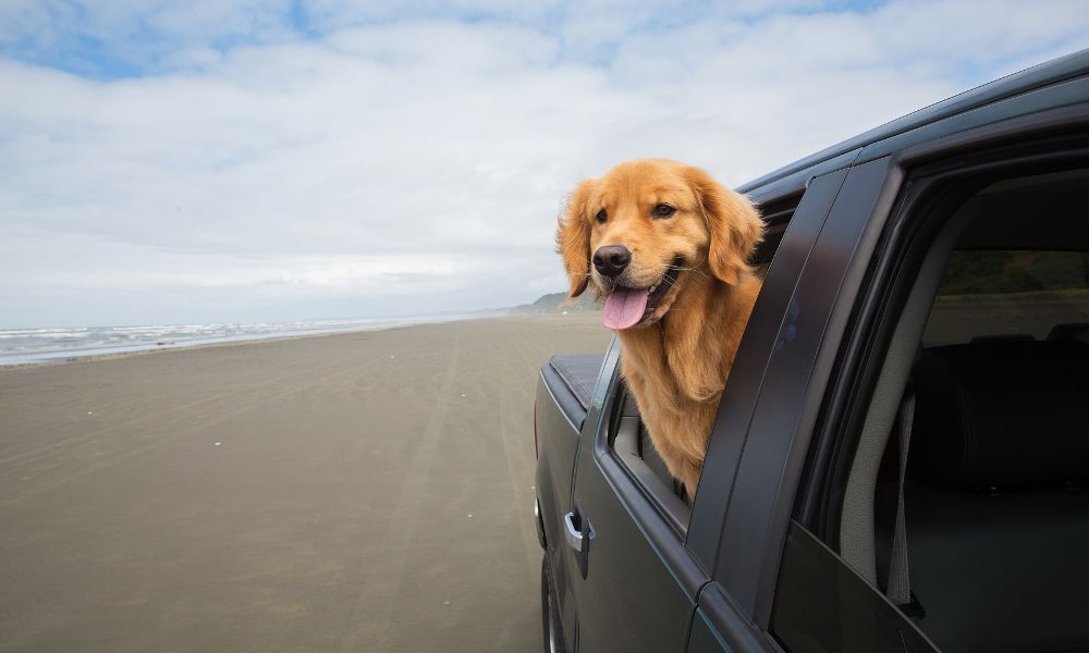 4 Tips for Taking Your Dog to the Beach This Summer