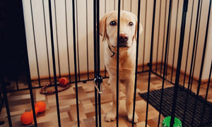 Tips for Choosing the Perfect Crate Size for Your Dog