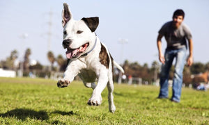 5 Must-Have Dog Agility Training Supplies for Beginners