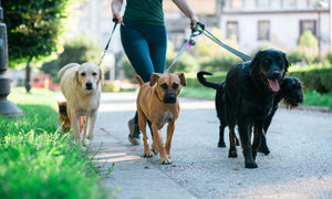How Can a Double-Dog Leash Help With Daily Walks?