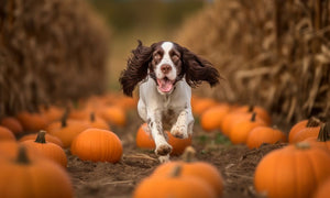 Fun Fall Activities To Try With Your Dog