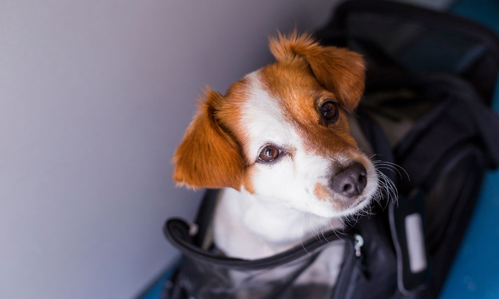 How To Choose the Ideal Carrier for Your Dog