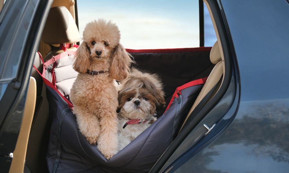 Do Dogs Enjoy Long or Short Car Rides Better?