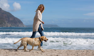 How Does Travel Affect a Dog’s Behavior?