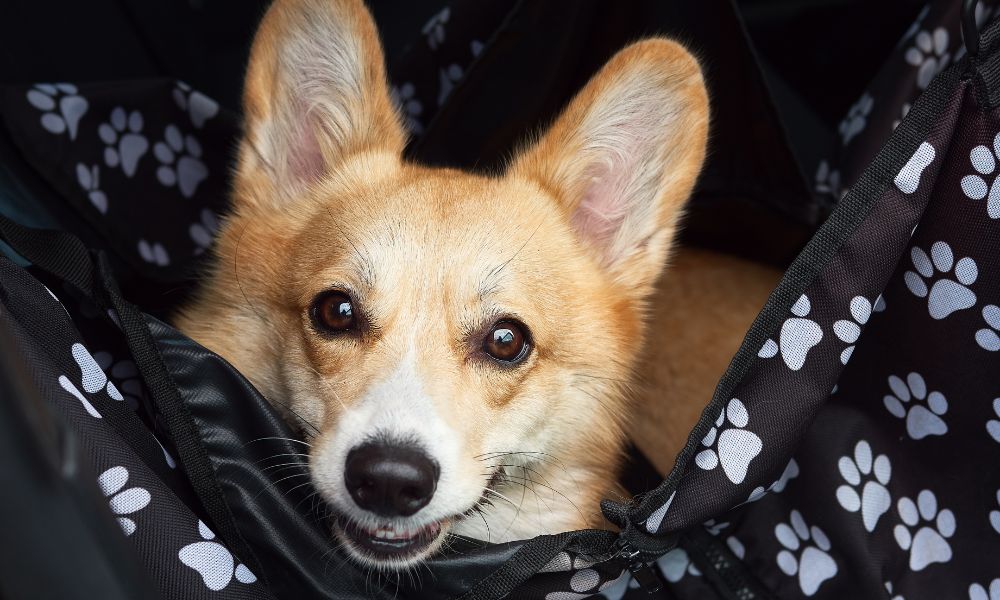 5 Items You Absolutely Need When Traveling With Your Dog